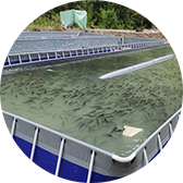 跑道式流水槽養(yǎng)魚(yú)項(xiàng)目一