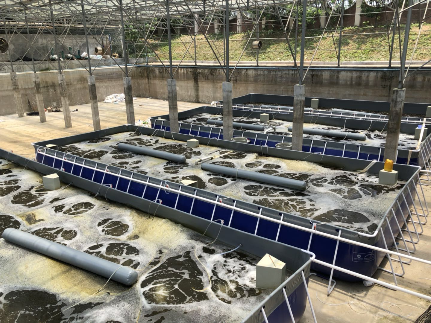 生物絮團養(yǎng)蝦基地