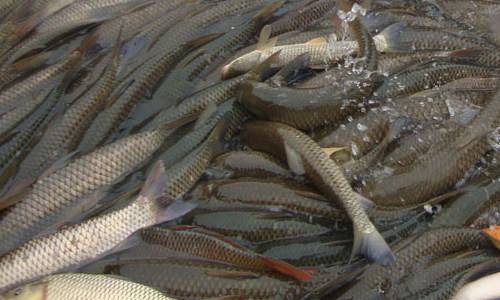 魚價(jià)上升背后的原因