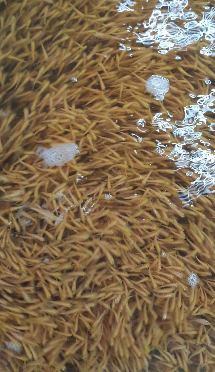 水產(chǎn)養(yǎng)殖知識之苗種寄生蟲的介紹