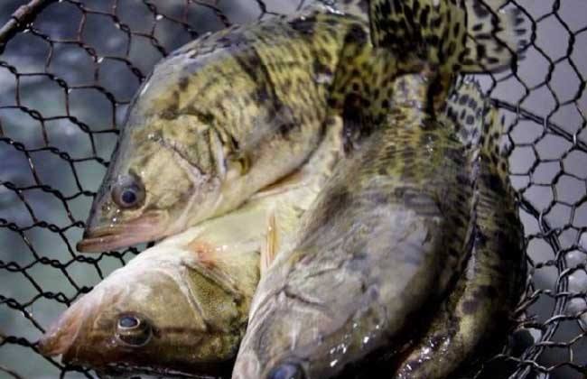 水產(chǎn)養(yǎng)殖知識之鱖魚養(yǎng)殖介紹