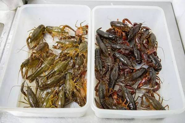 水產(chǎn)養(yǎng)殖行情之2019年9月11日各地小龍蝦批發(fā)價(jià)格