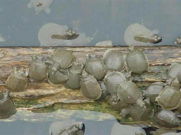 水產(chǎn)養(yǎng)殖行情之2019年9月26日各地各類甲魚收購價