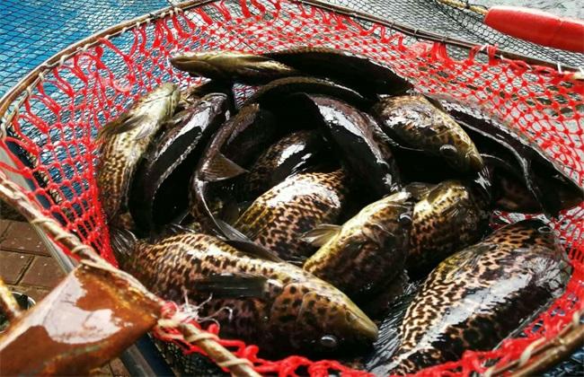 室內(nèi)循環(huán)水養(yǎng)殖設(shè)備助石斑魚安全度過秋冬季