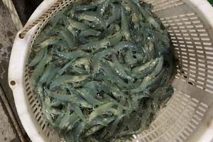 水產(chǎn)養(yǎng)殖知識——對蝦養(yǎng)殖之桃拉病毒